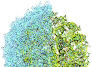 Aston University Paves the Way for New Understanding of Viruses with Complete Reconstruction Understanding of Viruses with Complete Reconstruction