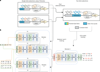 Meet ZFDesign: A Universal Deep Learning Model for Zinc Finger Design Enabling Transcription Factor Reprogramming ZFDesign: A Universal Deep Learning Model for Zinc Finger Design Enabling Transcription Factor Reprogramming