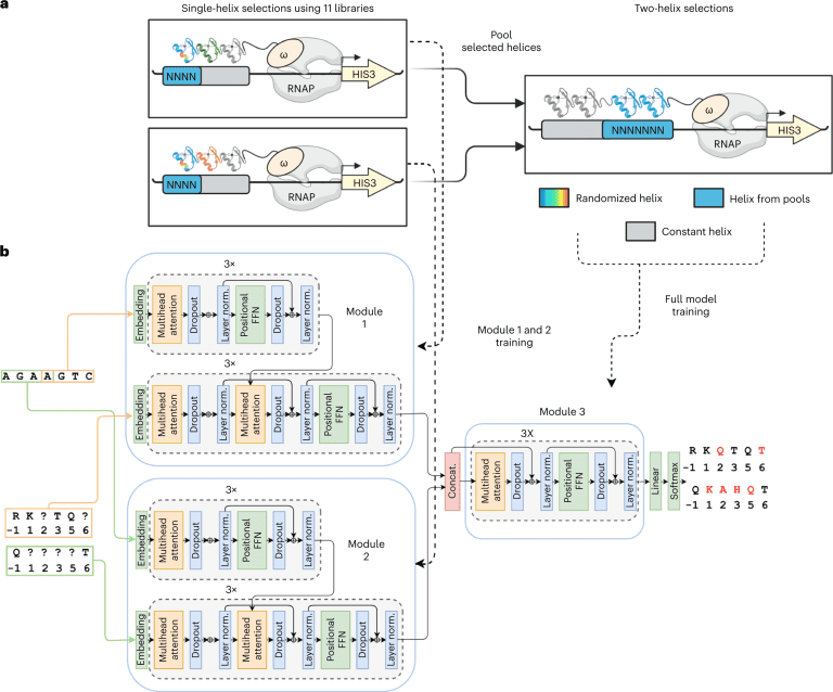 ZFDesign: A Universal Deep Learning Model for Zinc Finger Design Enabling Transcription Factor Reprogramming
