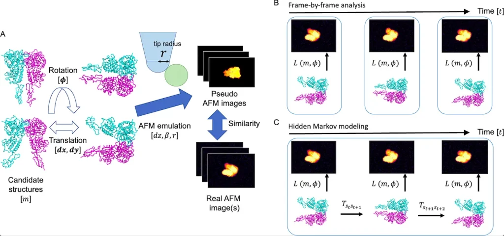 A Hidden Markov Modeling Approach for Estimating Orientations and Structures of Biomolecules from High-Speed Atomic Force Microscopy Time-Series Images