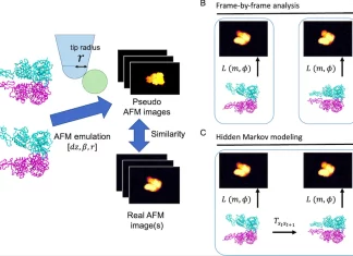 A Hidden Markov Modeling Approach for Estimating Orientations and Structures of Biomolecules from High-Speed Atomic Force Microscopy Time-Series Images A Hidden Markov Modeling Approach for Estimating Orientations and Structures of Biomolecules from High-Speed Atomic Force Microscopy Time-Series Images