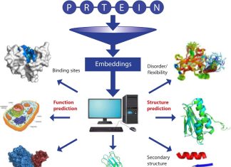ML meets Structural Bioinformatics: Novel Machine Learning Approaches Transforming Protein Research Landscape protein structure and function characterization