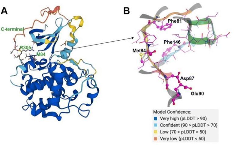 AlphaFold Coupled with other AI Tools Accelerates the Drug Discovery Process