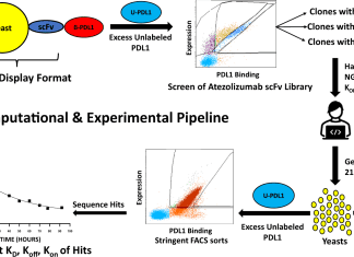 Expediating the Discovery of Super Tight-Binding Antibodies with an AI Model “RESP” Computational and experimental pipeline of RESP