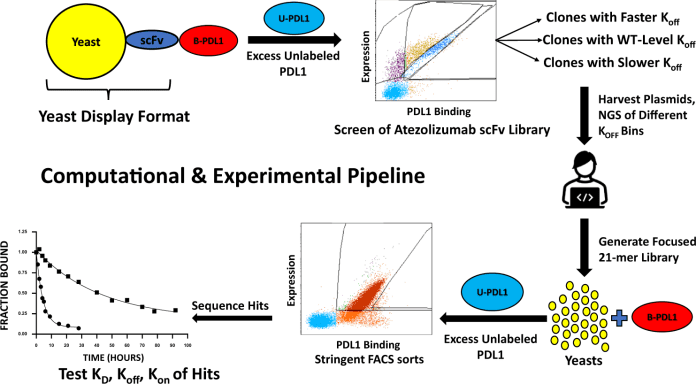 Computational and experimental pipeline of RESP