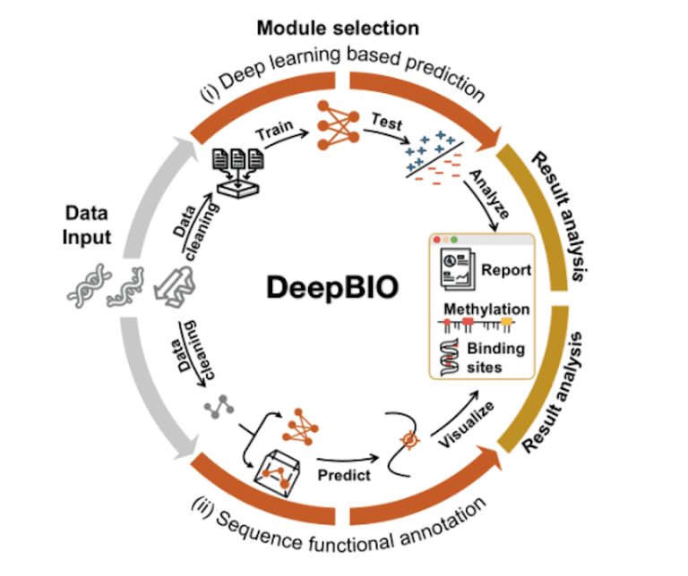 DeepBIO: An Automated Deep Learning Platform for High-Throughput Functional Analysis of Biological Sequences