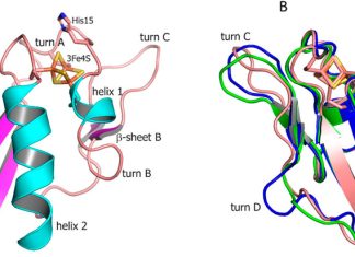 The Fight Against Tuberculosis Takes a Major Step Forward: Scientists Find Flaws in Bacterium by Studying Ferredoxins The Fight Against Tuberculosis Takes a Major Step Forward: Scientists Find Flaws in Bacterium by Studying Ferredoxins
