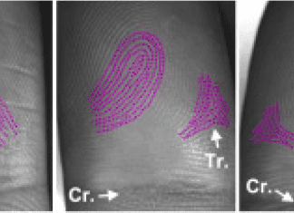 Scientists Unlock the Mystery of Unique Fingerprint Pattern Formation Mystery of Unique Fingerprint Pattern Formation