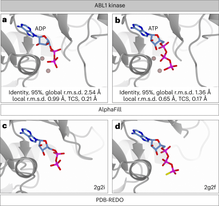 AlphaFill: An AI Algorithm that Implants Ligands and Cofactors in AlphaFold Models