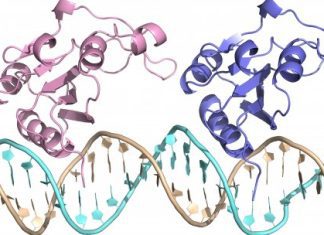 Discovering the Origin of Antibiotic Resistance through DNA Replication Protein Structure Analysis Discovering the Origin of Antibiotic Resistance through DNA Replication Protein Structure Analysis