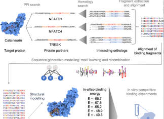 Generative Models for Peptide Design: Discovering Calcineurin Protein-protein Interactions Disruptors Overview of the protocol for design of peptide inhibitors of a target PPI
