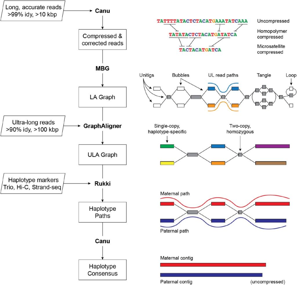 NHGRI's Verkko Algorithm: An Advancement in Genome Assembly with Notable Limitations