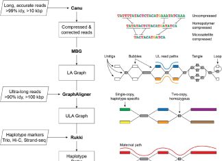 NHGRI’s Verkko Algorithm: An Advancement in Genome Assembly with Notable Limitations NHGRI's Verkko Algorithm: An Advancement in Genome Assembly with Notable Limitations