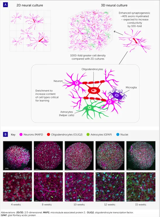 Organoid Intelligence" is the New Energy-efficient Biocomputing Alternative to Artificial Intelligence