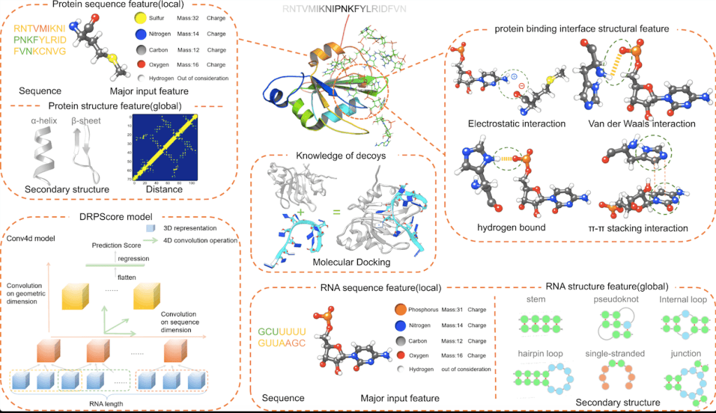 Improving the Accuracy of RNA-Protein Complex Prediction with DRPScore: A Deep Learning Algorithm