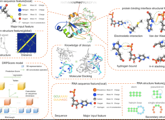 Improving the Accuracy of RNA-protein Complex Structure Prediction with DRPScore: A Deep Learning Algorithm Improving the Accuracy of RNA-Protein Complex Prediction with DRPScore: A Deep Learning Algorithm
