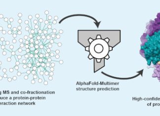 AI-Powered Structural Proteomics Unveils New Insights into Protein Complexes in Cells AI-Powered Structural Proteomics Unveils New Insights into Protein Complexes in Cells