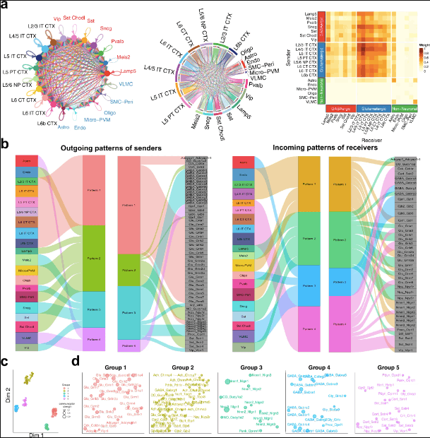 NeuronChat Sheds Light on Neuron-Neuron Communication in the Brain through Single-cell Transcriptomics Analysis