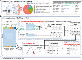 NeuronChat Sheds Light on Neuron-Neuron Communication in the Brain through Single-cell Transcriptomics Analysis NeuronChat Sheds Light on Neuron-Neuron Communication in the Brain through Single-cell Transcriptomics Analysis