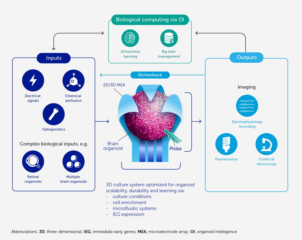 Organoid Intelligence" is the New Energy-efficient Biocomputing Alternative to Artificial Intelligence