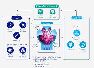 From Cell Cultures to Intelligent Systems: “Organoid Intelligence” is the New Energy-efficient Biocomputing Alternative to Artificial Intelligence Organoid Intelligence is the New Energy-efficient Biocomputing Alternative to Artificial Intelligence