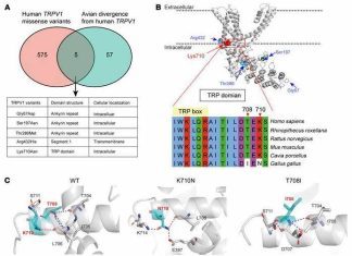New Study Reveals Gene Mutation that Controls Pain Sensitivity New Study Reveals Gene Mutation that Controls Pain Sensitivity