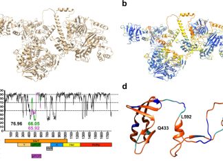 Insight into Structural Features of Hepatitis E: Princeton Researchers Discover New Path for Treatment Insight into structural features of Hepatitis E: Structural prediction models of hepatitis E virus (HEV)
