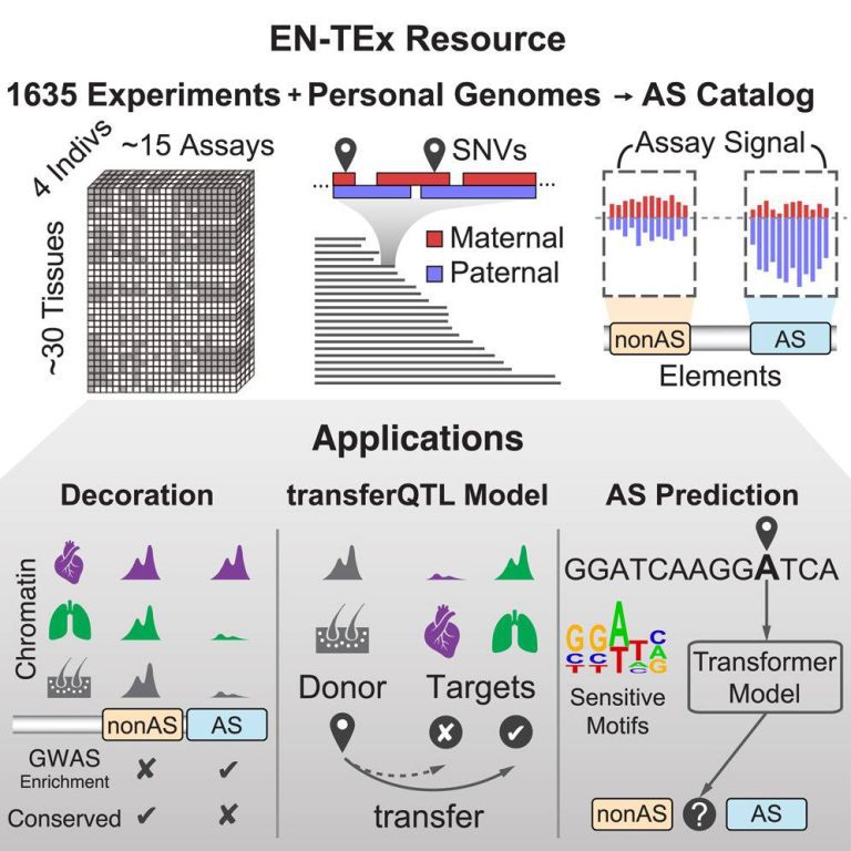 Transforming Functional Genomics Research using EN-TEx: A Resource of Multi-tissue Epigenomes & Variant-Impact Models