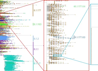 EMBL-EBI Researchers Develop a Phylogenetic Tool ‘MAPLE’ to Uncover Insights from Pandemic-scale Genome Data EMBL-EBI Researchers Develop a Phylogenetic Tool MAPLE to Uncover Insights from Pandemic-scale Genome Data