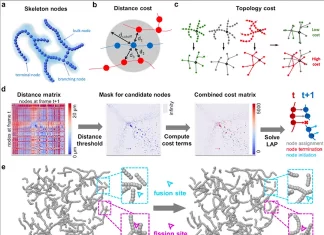 Meet MitoTNT: A Novel Approach for Tracking Mitochondrial Temporal Network in 4D Live-cell Fluorescence Microscopy Data Meet MitoTNT: A Novel Approach for Tracking Mitochondrial Temporal Network in 4D Live-cell Fluorescence Microscopy Data