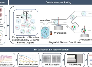 Efficiently Identifying Bispecific Antibodies using High Throughput Single-cell BsAb Discovery Pipeline Efficiently Identifying Bispecific Antibodies using High Throughput Single-Cell BsAb Discovery Pipeline