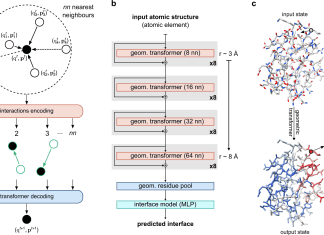 Accurate Prediction of Protein Binding Interfaces with PeSTo: A Parameter-free Geometric Deep Learning Model Accurate Prediction of Protein Binding Interfaces with PeSTo: A Parameter-free Geometric Deep Learning Model