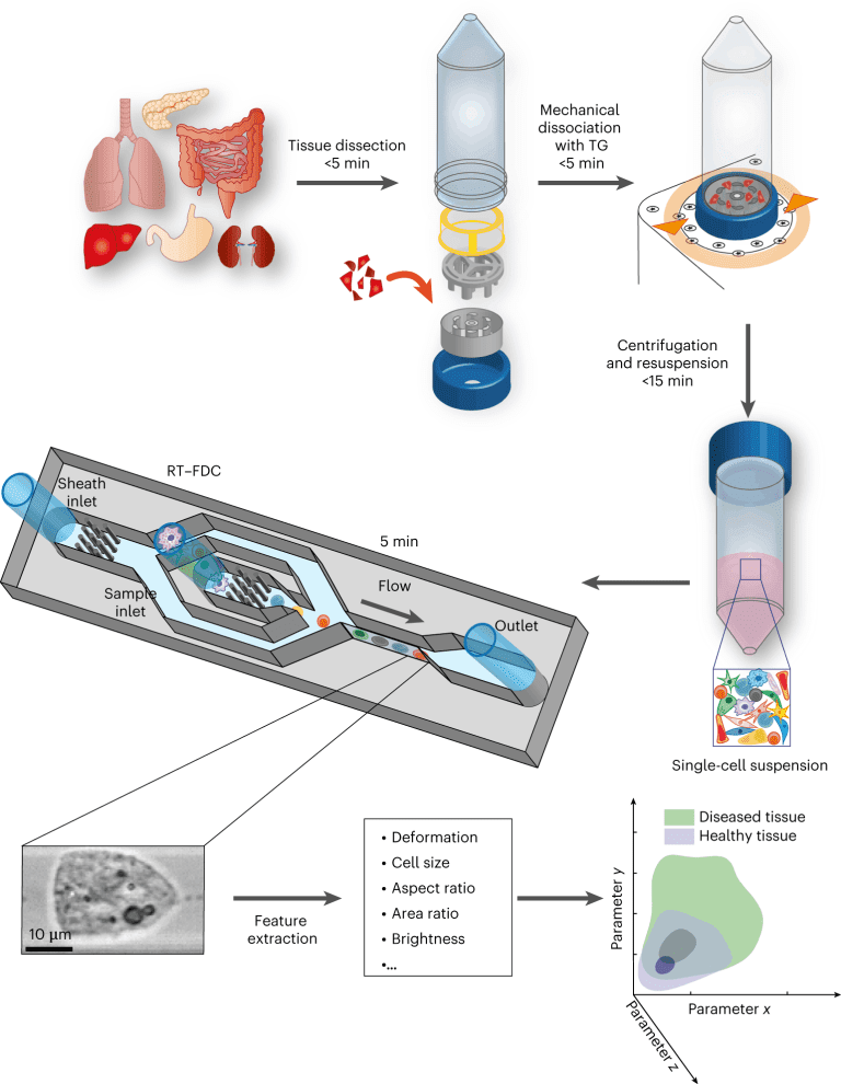 Single-cell Based AI Pathologist for Rapid Physical Phenotyping of Cancer Biopsies