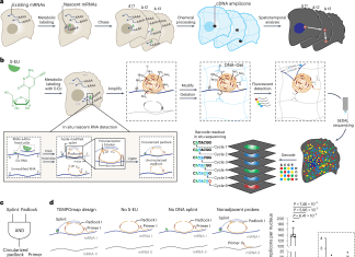 Tracking Gene Expression Changes in Single Cells over Time and Space with TEMPOmap Tracking Gene Expression Changes in Single Cells over Time and Space with TEMPOmap