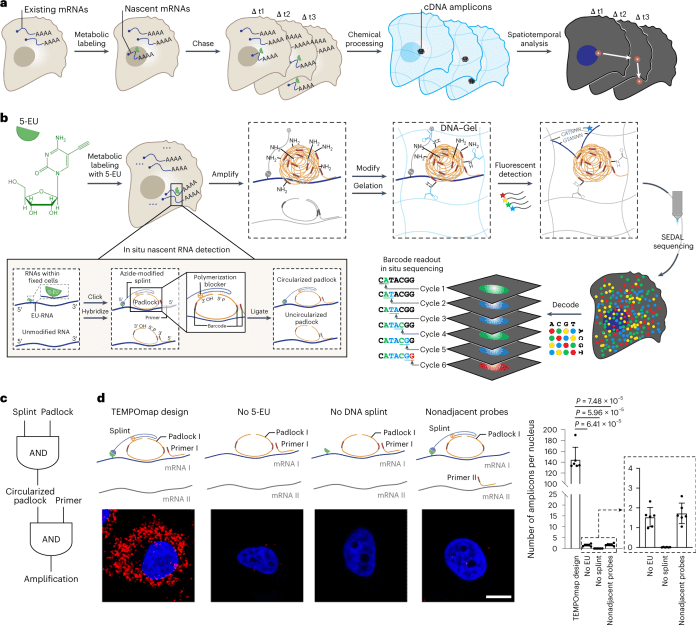 Tracking Gene Expression Changes in Single Cells over Time and Space with TEMPOmap