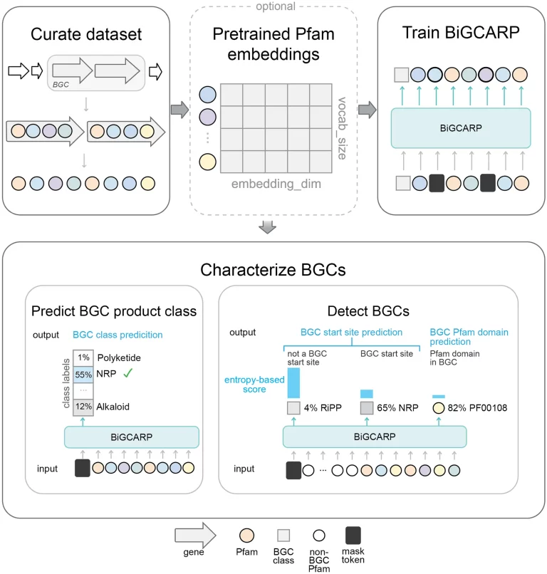 Transforming Natural Product Identification Through Deep Self-Supervised Learning Language Models