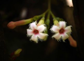 Harnessing Machine Learning to Expedite the Search for Plants with Antimalarial Properties Harnessing Machine Learning to Expedite the Search for Plants with Antimalarial Properties