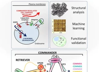 AI-Driven 3D Modeling Sheds Light on ‘Postal Workers’ within Human Cells AI-Driven 3D Modeling Sheds Light on 'Postal Workers' or Commander complex within Human Cells