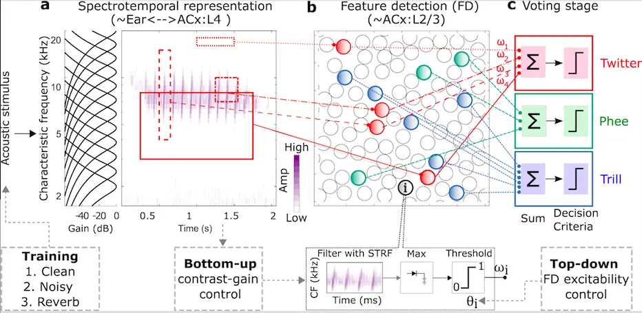Machine Learning-aided Auditory Categorization Model Decodes How Brains Recognize Communication Sounds
