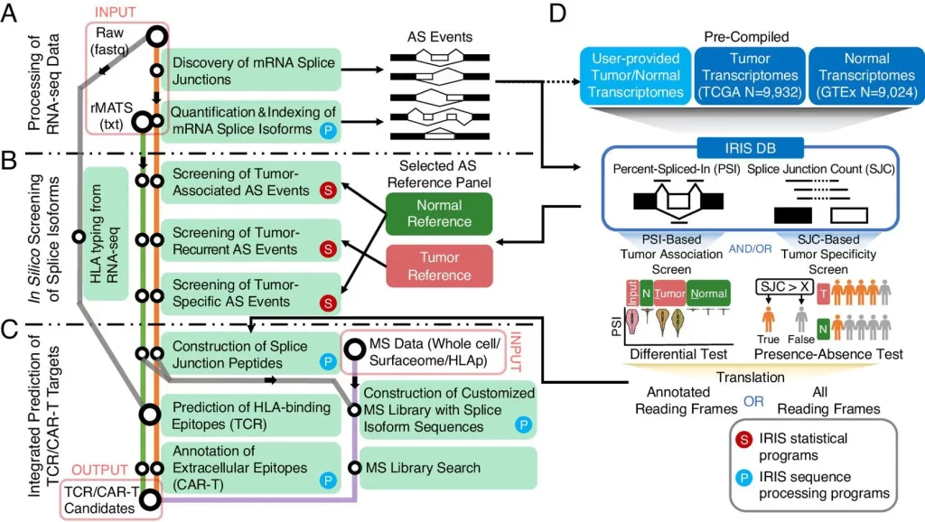 Meet IRIS: the Innovative Computational Tool for Identifying de novo cancer immunotherapy targets from pre-mRNA alternative splicing