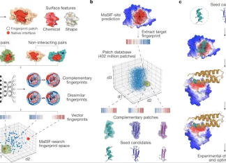 De Novo Protein Interaction Design from Protein Surface Fingerprints using a Geometric Deep Learning Model ‘MaSIF-seed’ De Novo Protein Interaction Design from Protein Surface Fingerprints using a Geometric Deep Learning Model 'MaSIF-seed'