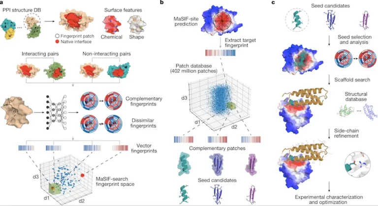 De Novo Protein Interaction Design from Protein Surface Fingerprints using a Geometric Deep Learning Model 'MaSIF-seed'