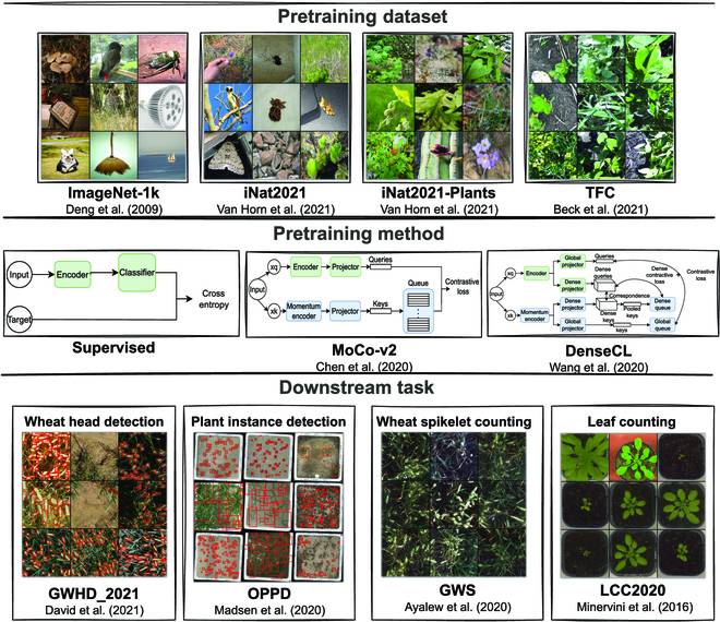 Deep Learning Aided Image-Based Plant Phenotyping: A Benchmarking Study of Self-Supervised Contrastive Learning Methods