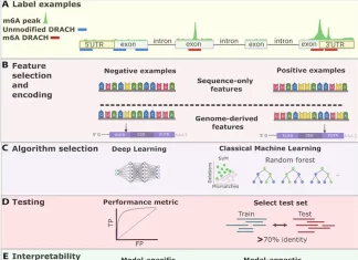 Transcriptome-Wide Prediction of Chemical Messenger RNA Modifications: A Novel Approach Using Machine Learning Transcriptome-Wide Prediction of Chemical Messenger RNA Modifications: A Novel Approach Using Machine Learning