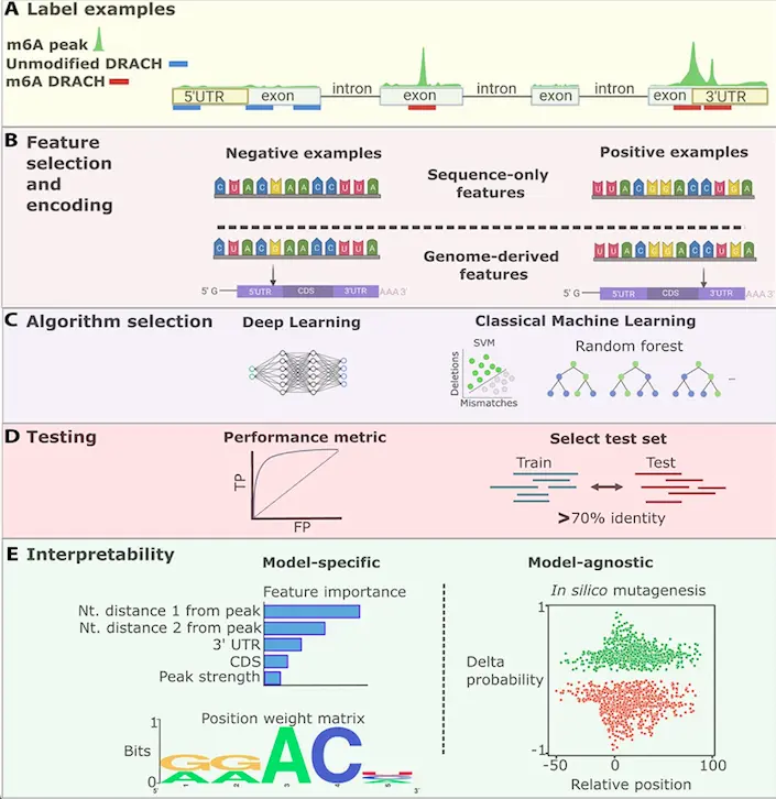 Transcriptome-Wide Prediction of Chemical Messenger RNA Modifications: A Novel Approach Using Machine Learning