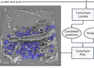 Fast and Accurate Imaging of Proteins in Cells with TomoTwin: A Novel AI-based Software Fast and Accurate Imaging of Proteins in Cells with TomoTwin: A Novel AI-based Software