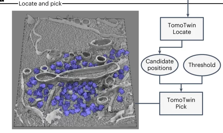 Fast and Accurate Imaging of Proteins in Cells with TomoTwin: A Novel AI-based Software