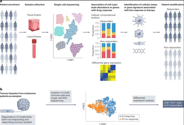 How Single-cell RNA Sequencing is Changing Drug Discovery and Development