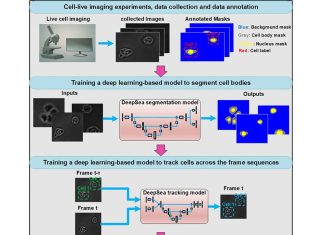 UCSC Scientists Introduce “DeepSea”: A Novel Deep Learning-based Software for Cell Detection and Tracking UCSC Scientists Introduce "DeepSea": A Novel Deep Learning-based Software for Cell Detection and Tracking