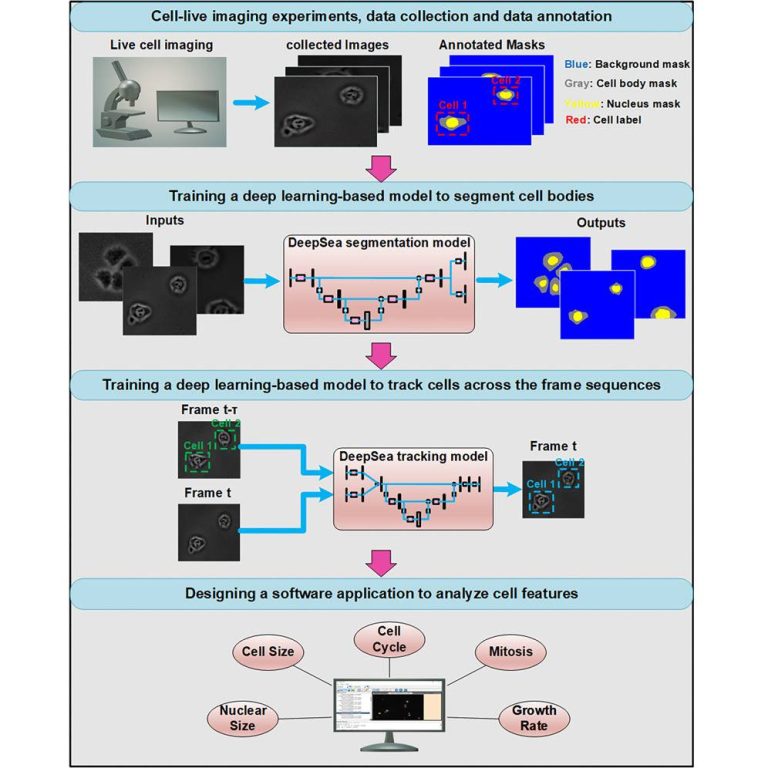 UCSC Scientists Introduce "DeepSea": A Novel Deep Learning-based Software for Cell Detection and Tracking